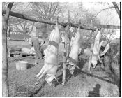 Hog hanging